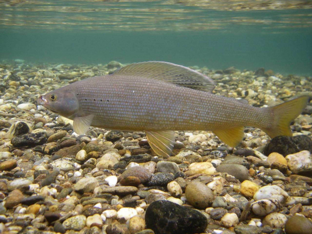 Thymallus arcticus (Temolo artico)